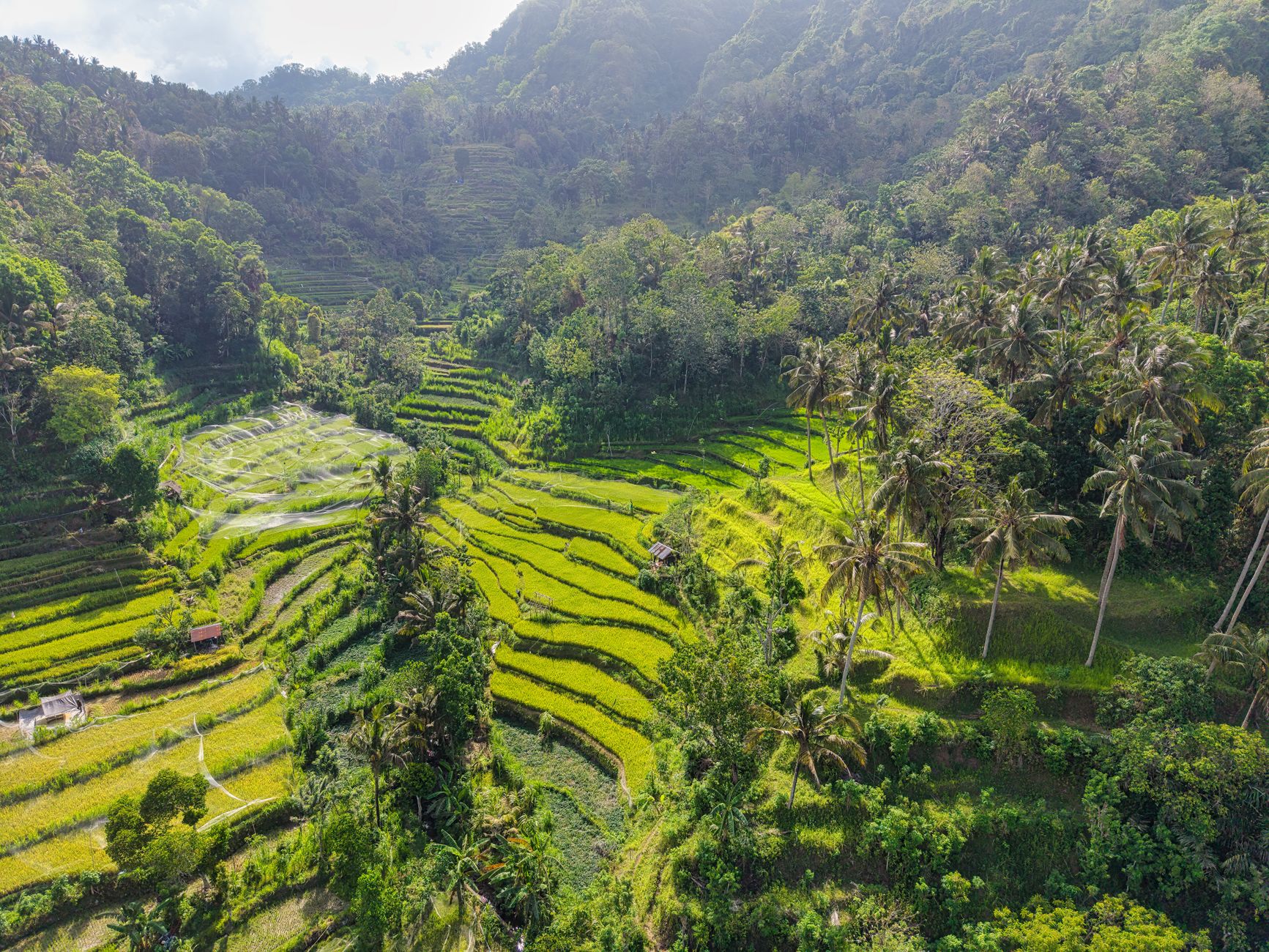 Rizières verdoyantes à Bali